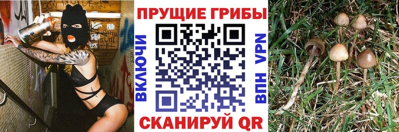 hydra вход  Азов  Псилоцибиновые грибы Cubensis 